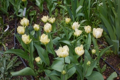DSCF2456