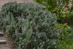 DSCF2532