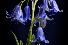 spiritusloci_photograph_bluebell_hyper_detailed_chiaroscuro_8526e716-9c7b-4baa-ac1d-a08452cf9c37