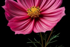 spiritusloci_photograph_cosmos_flower_hyper_detailed_chiaroscur_0254885c-3b4b-4041-ac10-5249cceafe33