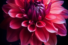 spiritusloci_photograph_dahlia_flower_hyper_detailed_chiaroscur_2c715716-046d-4f92-82b6-de91742c7fef