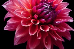 spiritusloci_photograph_dahlia_flower_hyper_detailed_chiaroscur_ce7ce31c-ab02-48eb-b657-e0d492ee878c