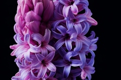 spiritusloci_photograph_hyacinth_hyper_detailed_chiaroscuro_aaa10985-3bea-436b-935f-ac273f5a9682