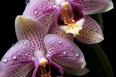 spiritusloci_photograph_orchid_hyper_detailed_chiaroscuro_14b6fbd1-a6a5-4443-90bf-941646062b48