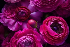 spiritusloci_photograph_pink_and_purple_Ranunculus_hyper_detail_f912efd2-9f9d-4a5d-b2c1-daaf1640341b