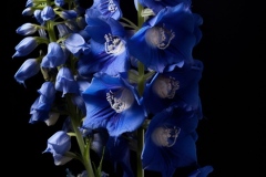 spiritusloci_photograph_single_delphinium_hyper_detailed_chiaro_695373e0-cb16-4bc5-9a65-c2b76e5e9cc6