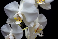 spiritusloci_photograph_white_orchid_hyper_detailed_chiaroscuro_084948b5-3ef8-44dc-a11e-1e9de5ce35fb