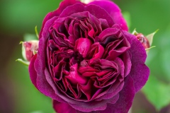 Munstead Wood - English Rose