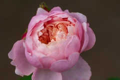 The Alnwick Rose - English Rose