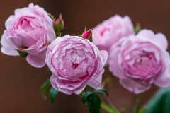 Sceptre'd Isle - English Rose