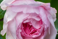 The Wedgewood Rose - English Rose