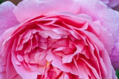 Strawberry Hill - English Rose
