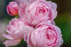 Scepter'd Isle - English Rose