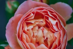 Lady Emma Hamilton - English Rose