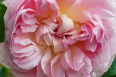 Sharifa Asma - English Rose