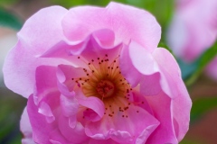 The Lady's Blush - English Rose