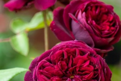 The Prince - English Rose