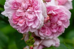 Cottage Rose - English Rose