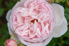 Heritage - English Rose - English Rose