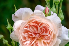 DSCF0018