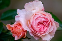 DSCF0184