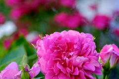 DSCF0196