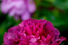 DSCF0239