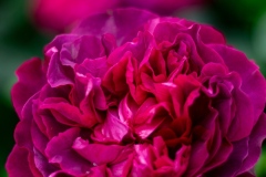 DSCF0266