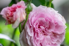 DSCF0298