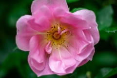 DSCF0359