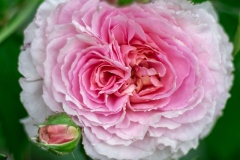 DSCF0366