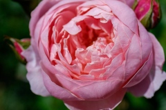 DSCF2072