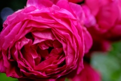 DSCF2532-2