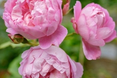 DSCF2765-2