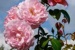 DSCF2800