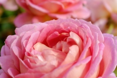 DSCF3118