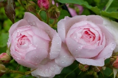 DSCF4705