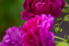 Princess Anne