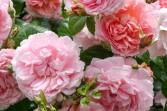 Strawberry Hill - English Rose