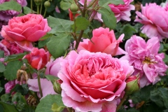 IMG_2252-2-1