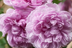 Sister Elizabeth - English Rose