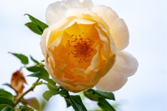 Comte de Champagne - English Rose