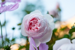 Heritage - English Rose