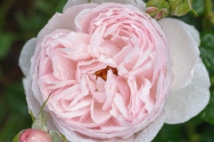 Heritage - English Rose