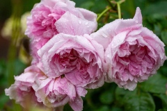 Cottage Rose - English Rose