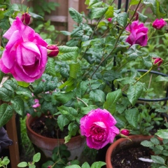 DSCF5265