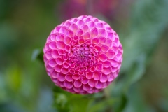 DSCF4411