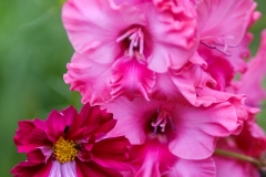 DSCF4416