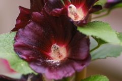 DSCF4417