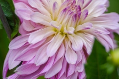DSCF4421